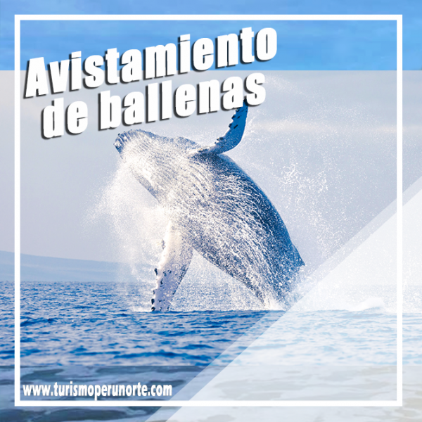 Avistamiento de ballenas