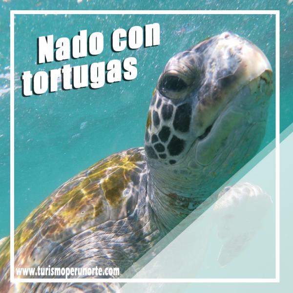 Nado con Tortugas